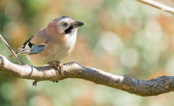 Geai des chênes / Garrulus glandarius