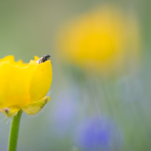 Bouton d'or / Ranunculus repens