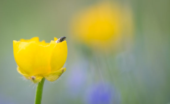 Bouton d'or / Ranunculus repens