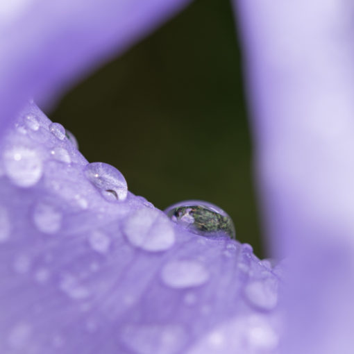 Iris de Dalmatie / Iris pallida