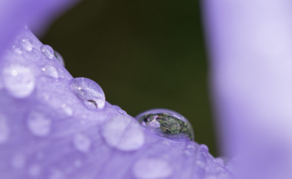 Iris de Dalmatie / Iris pallida