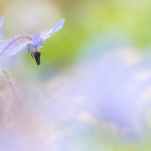 Bourrache / Borgo officinalis