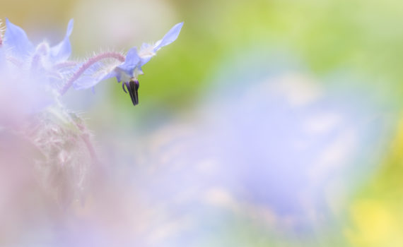 Bourrache / Borgo officinalis