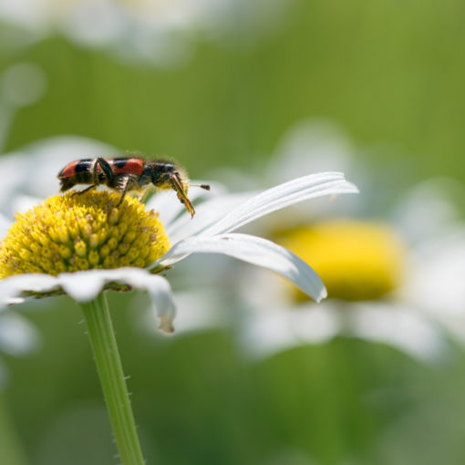 Trichode des ruches / Trichodes alvearius