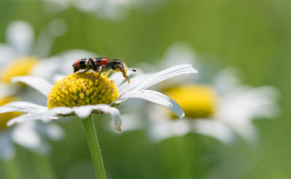 Trichode des ruches / Trichodes alvearius