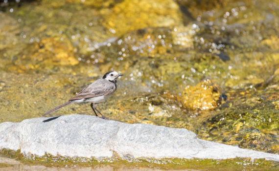 Bergeronnette grise / Motacilla alba