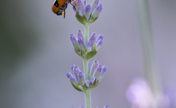 Clytre du saule / Clytra laeviuscula