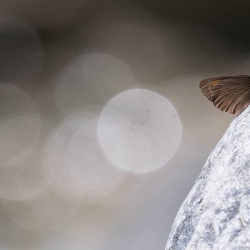 Moiré variable / Erebia manto pyrrhula