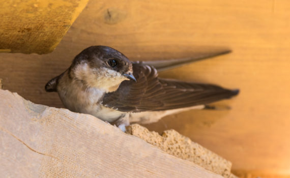 Hirondelle de fenêtre / Delichon urbicum