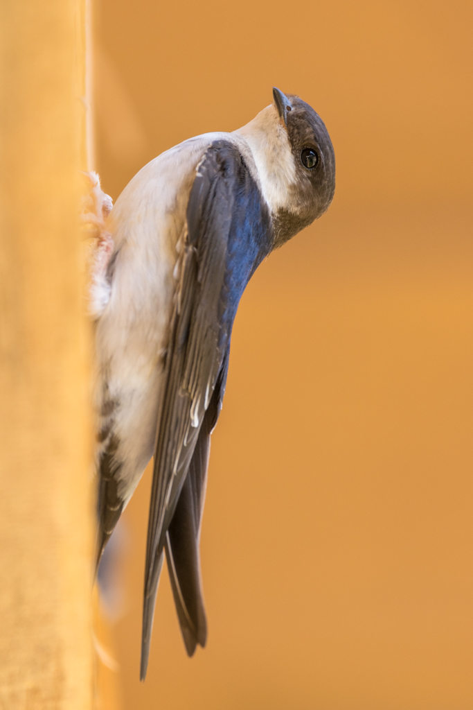 Hirondelle de fenêtre / Delichon urbicum