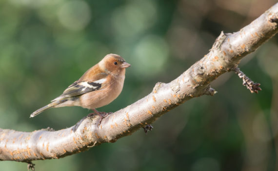 Pinson des arbres / Fringilla coelebs