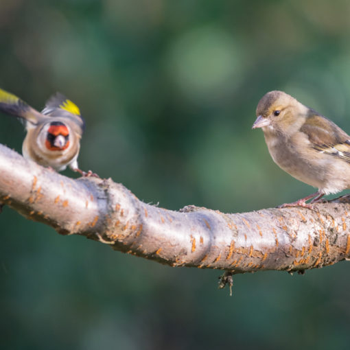 Pinson des arbres / Fringilla coelebs