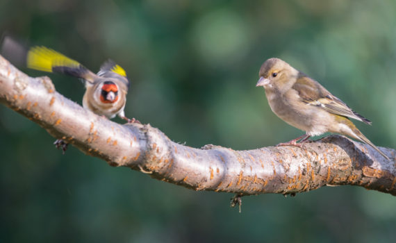 Pinson des arbres / Fringilla coelebs