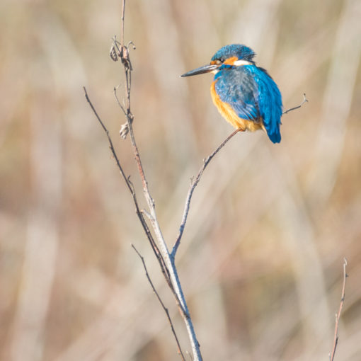 Martin-pêcheur d’Europe / Alcedo Atthis