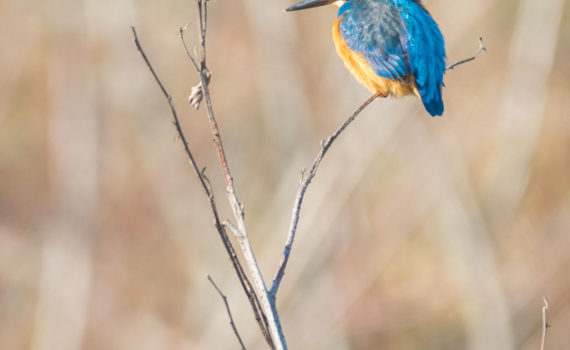 Martin-pêcheur d’Europe / Alcedo Atthis