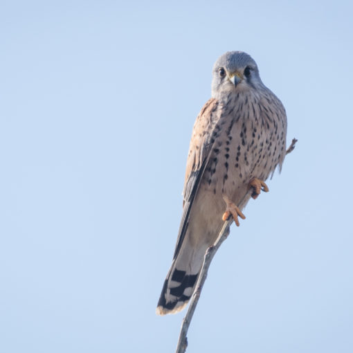 Faucon crécerelle / Falco tinnunculus