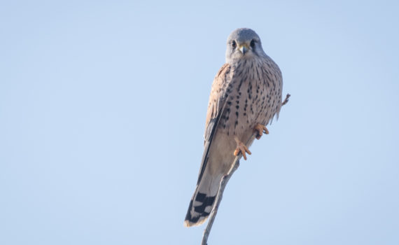 Faucon crécerelle / Falco tinnunculus