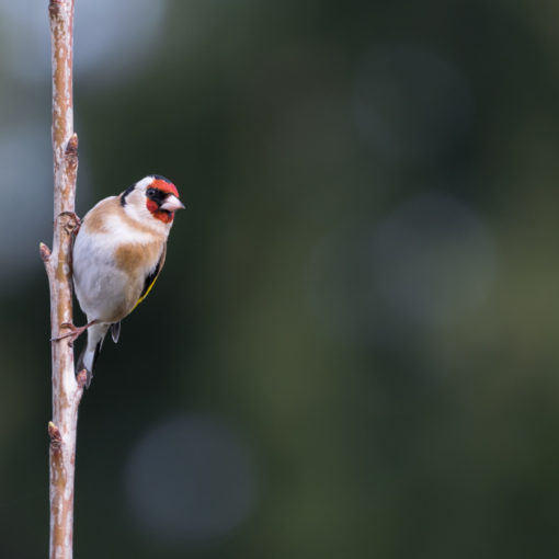 Chardonneret élégant / Carduelis carduelis