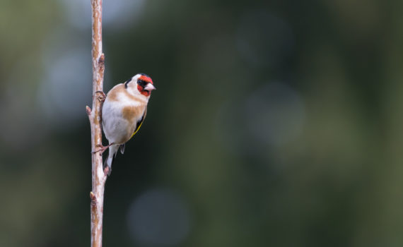 Chardonneret élégant / Carduelis carduelis