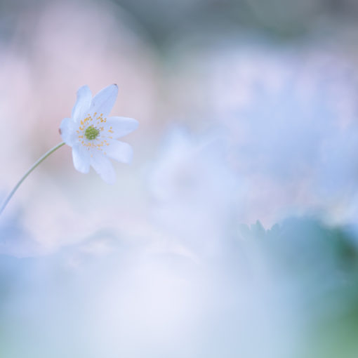 Anémone des bois / Anemone nemorosa