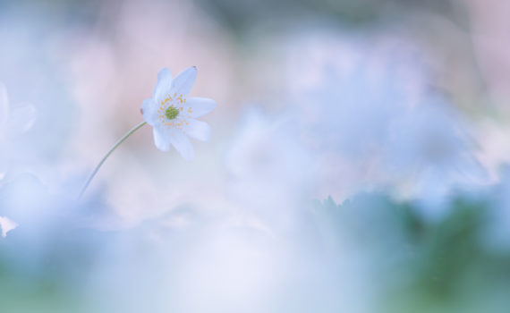 Anémone des bois / Anemone nemorosa