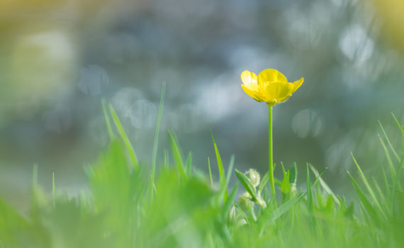 Bouton d'or / Ranunculus repens