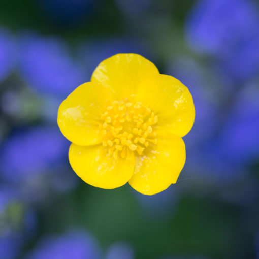 Bouton d'or / Ranunculus repens