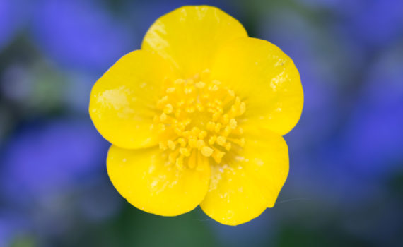 Bouton d'or / Ranunculus repens