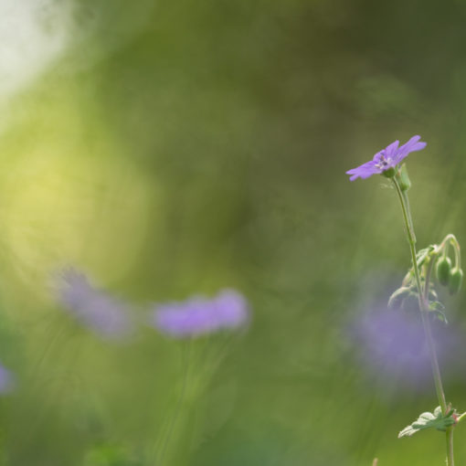 Géranium des bois / Geranium sylvaticum