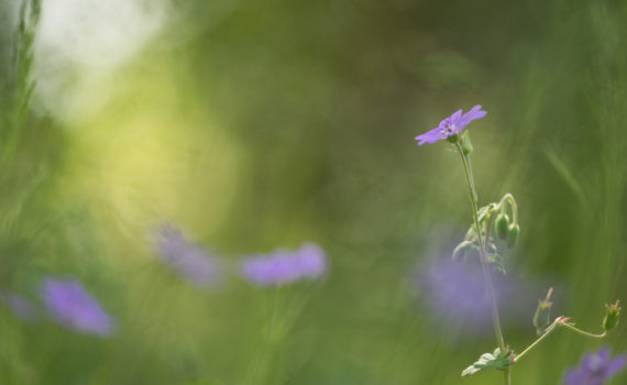 Géranium des bois / Geranium sylvaticum