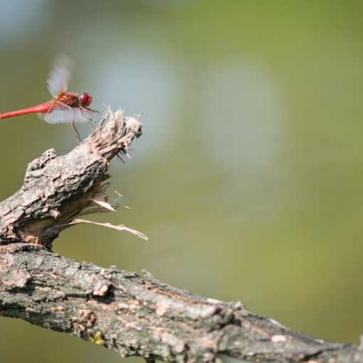 Crocothemis erythraea / Crocothémis écarlate