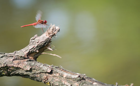 Crocothemis erythraea / Crocothémis écarlate