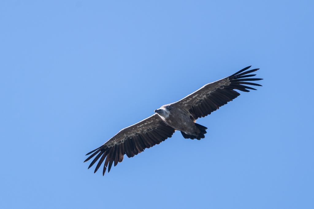 Vautour fauve / Gyps fulvus