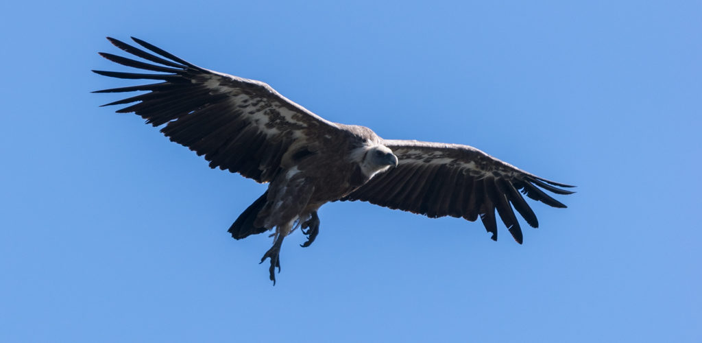 Vautour fauve / Gyps fulvus