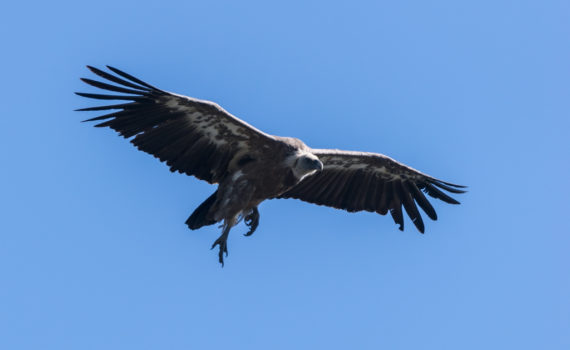 Vautour fauve / Gyps fulvus