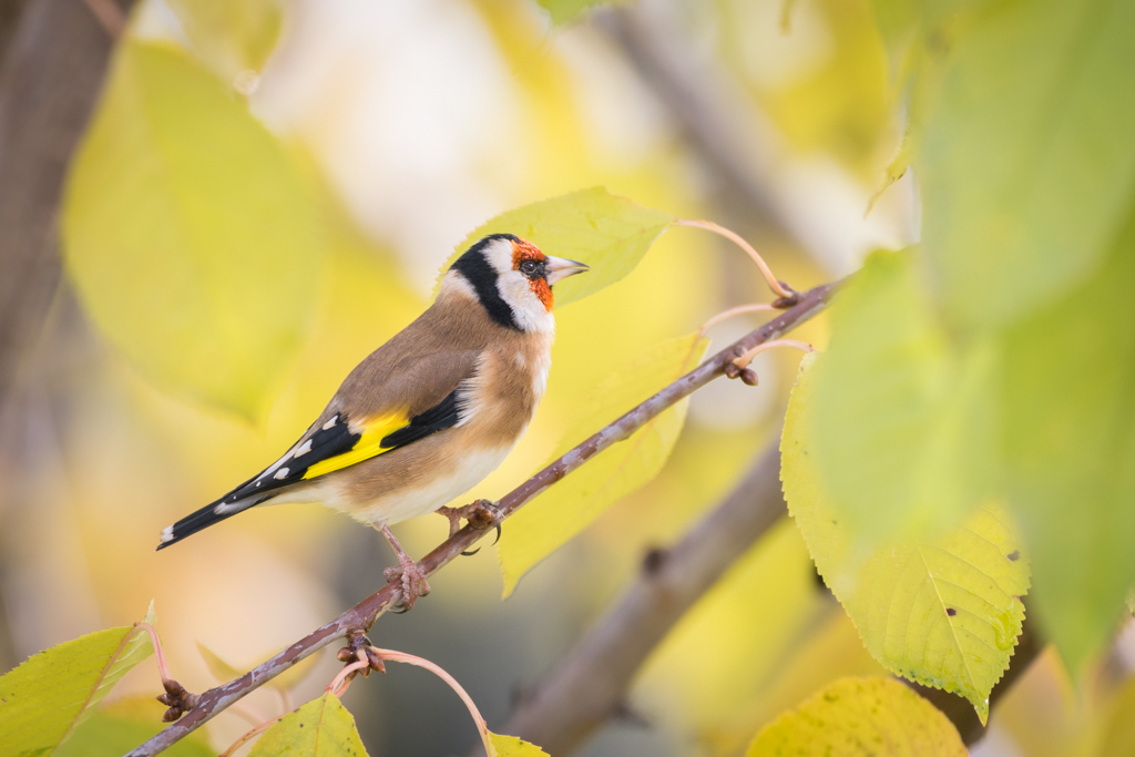 Chardonneret élégant / Carduelis carduelis