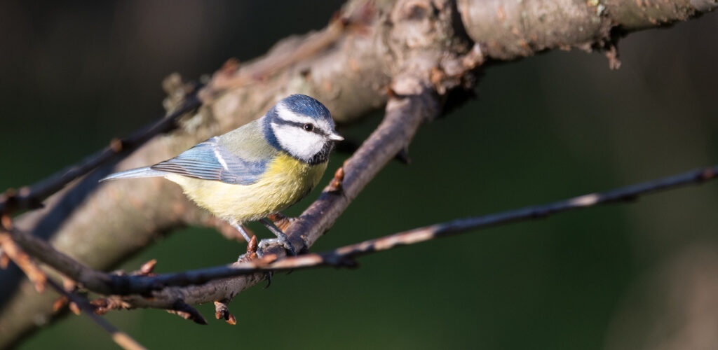 Mésange bleue / Cyanistes caeruleus