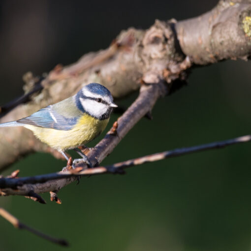 Mésange bleue / Cyanistes caeruleus