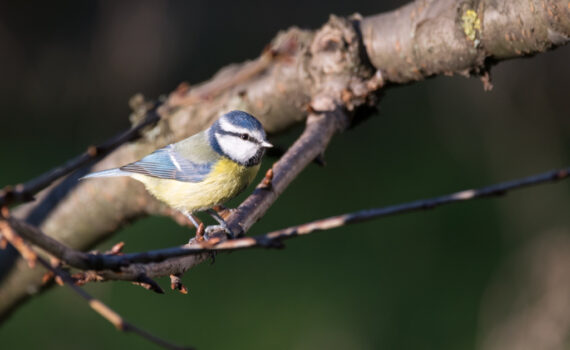 Mésange bleue / Cyanistes caeruleus
