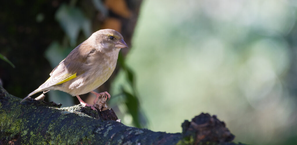 Verdier d'Europe / Chloris chloris