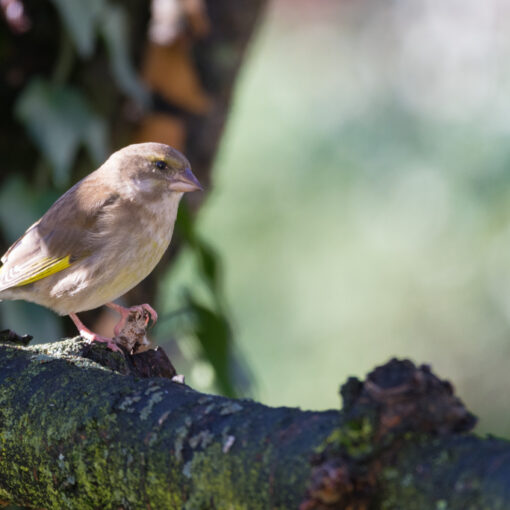 Verdier d'Europe / Chloris chloris