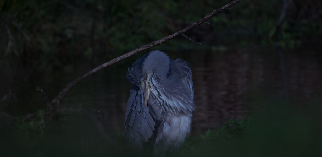 Héron cendré / Ardea cinerea