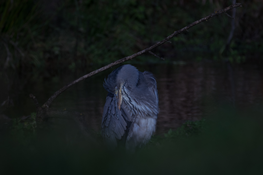 Héron cendré / Ardea cinerea