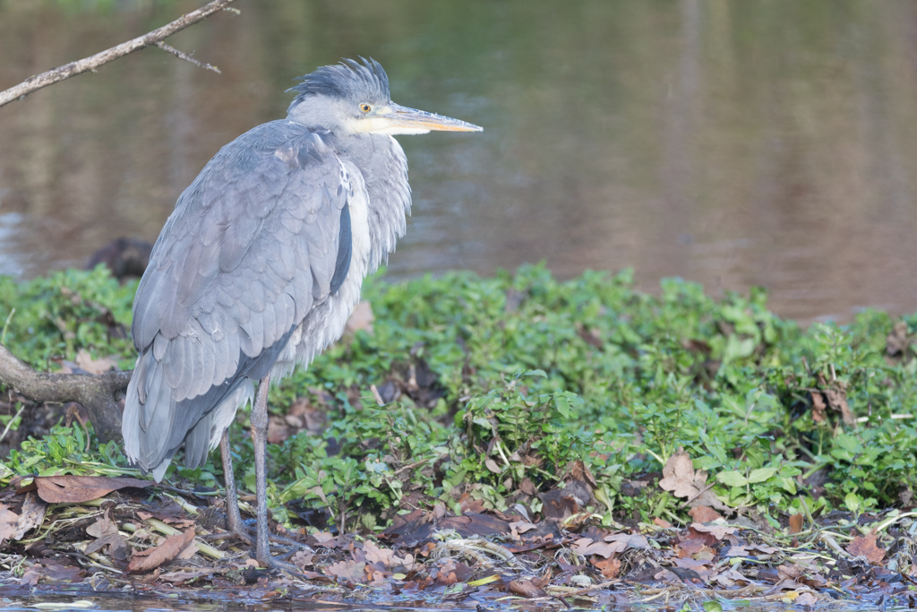 Héron cendré / Ardea cinerea