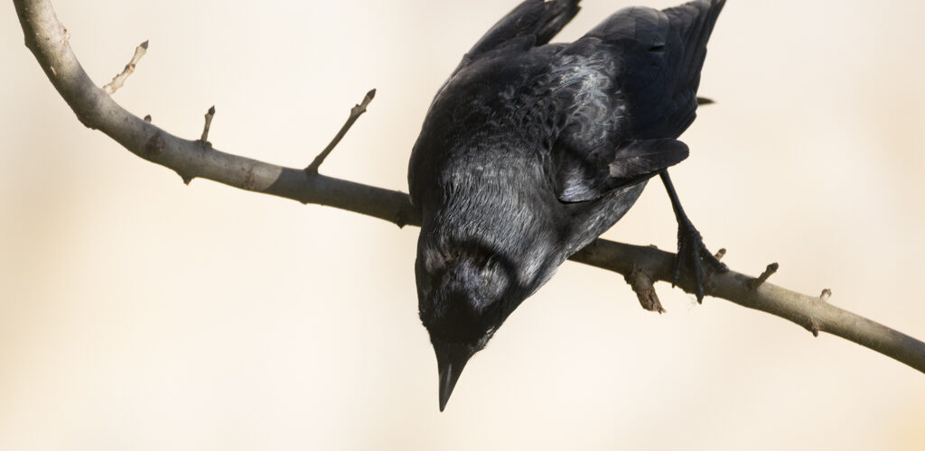 Choucas des tours / Coloeus monedula