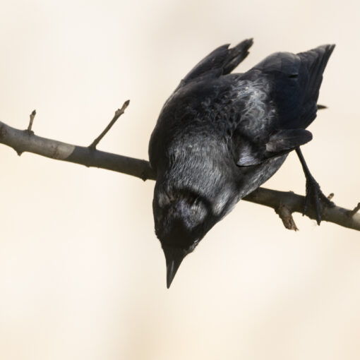 Choucas des tours / Coloeus monedula
