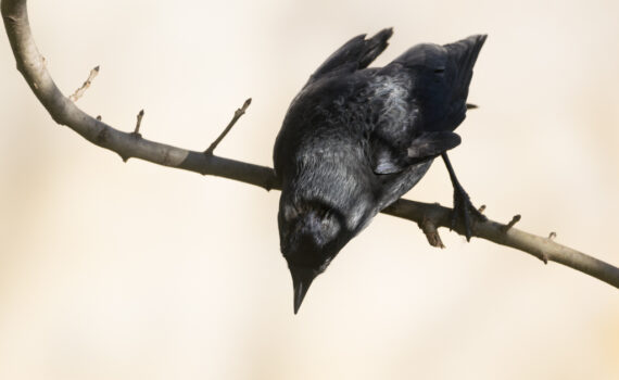 Choucas des tours / Coloeus monedula