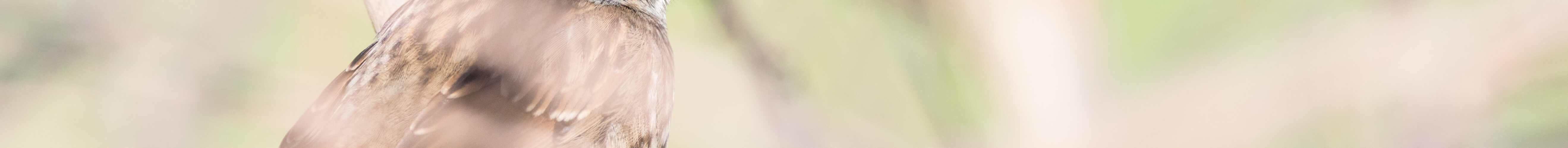 Accenteur Mouchet / Prunella modularis