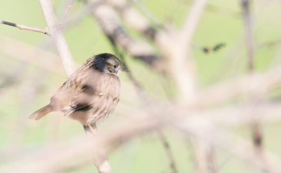 Accenteur Mouchet / Prunella modularis