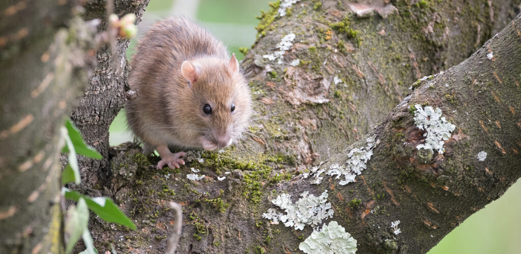 Rat brun / Rattus norvegicus